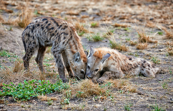 two young spotted hyenas, Crocuta crocuta