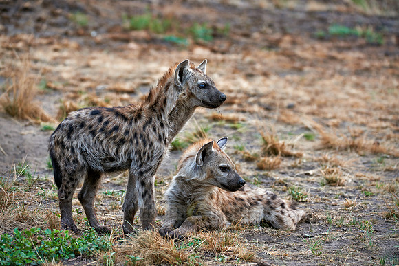 two young spotted hyenas, Crocuta crocuta