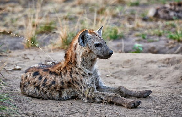 young spotted hyena, Crocuta crocuta