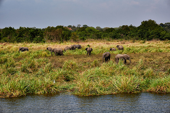 herd of African Bush Elephant