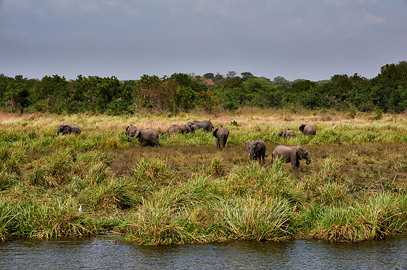 herd of African Bush Elephant