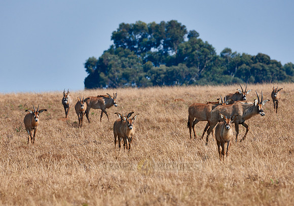 Roan Antelope, Hippotragus equinus, Nyika Plateau