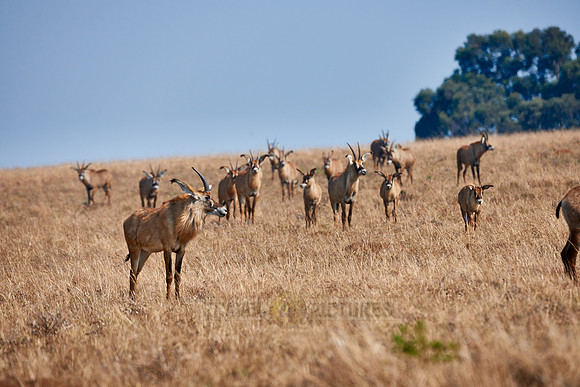 Roan Antelope, Hippotragus equinus, Nyika Plateau