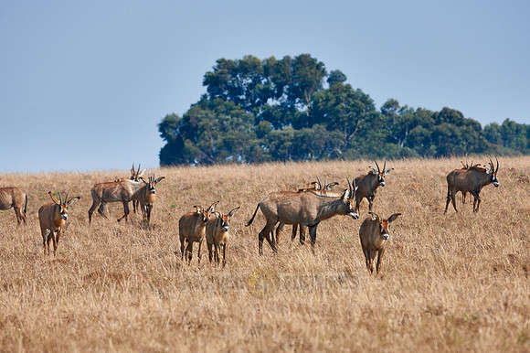 Roan Antelope, Hippotragus equinus, Nyika Plateau
