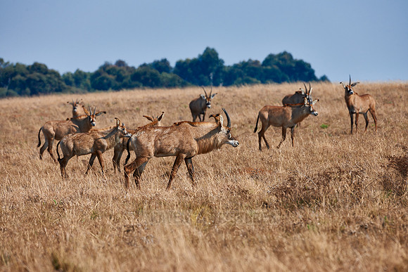 Roan Antelope, Hippotragus equinus, Nyika Plateau