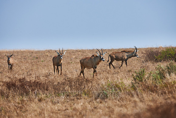 Roan Antelope, Hippotragus equinus, Nyika Plateau