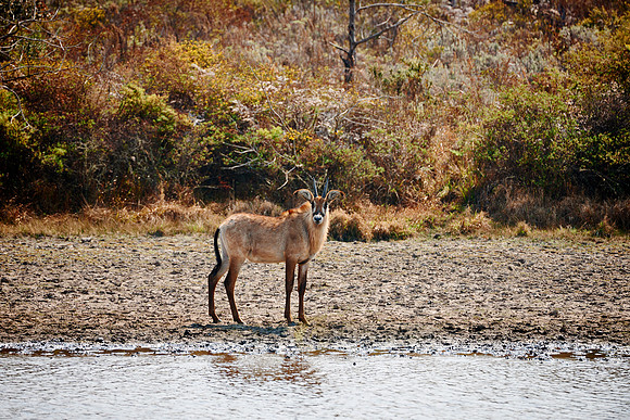 Roan Antelope, Hippotragus equinus, Nyika Plateau