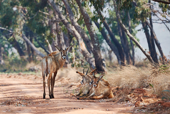 Roan Antelope, Hippotragus equinus, Nyika Plateau