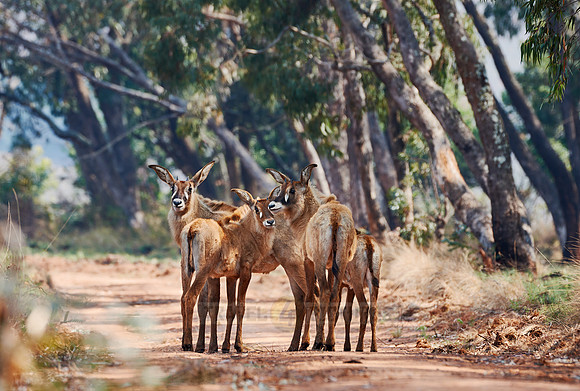 Roan Antelope, Hippotragus equinus, Nyika Plateau