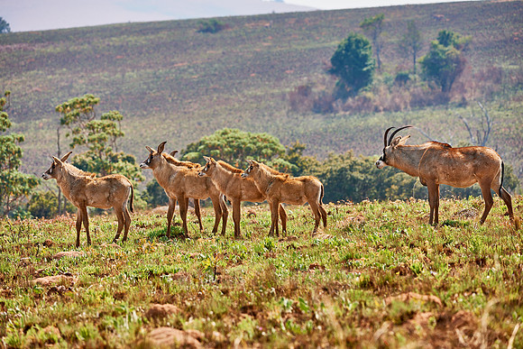 Roan Antelope, Hippotragus equinus, Nyika Plateau