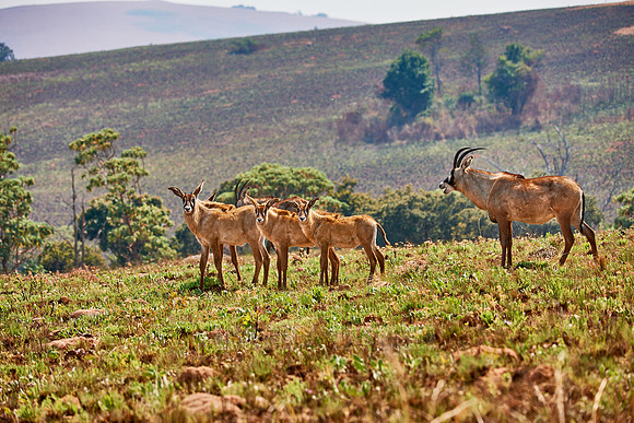 Roan Antelope, Hippotragus equinus, Nyika Plateau