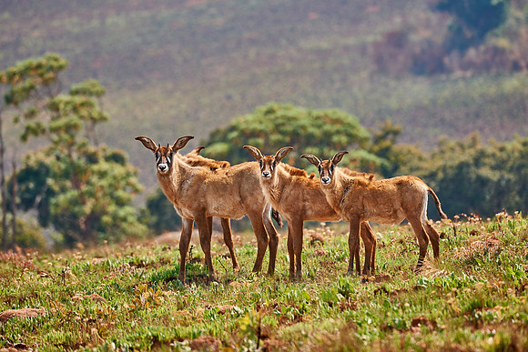 Roan Antelope, Hippotragus equinus, Nyika Plateau