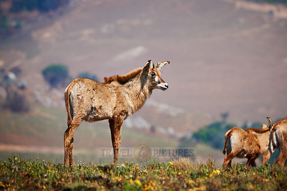 Roan Antelope, Hippotragus equinus, Nyika Plateau