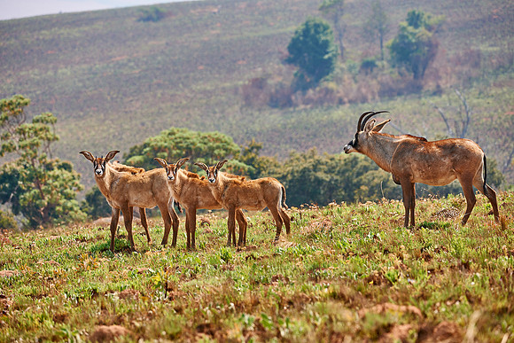 Roan Antelope, Hippotragus equinus, Nyika Plateau