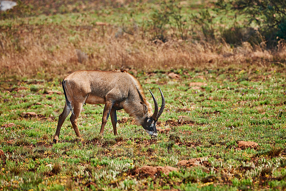 Roan Antelope, Hippotragus equinus, Nyika Plateau