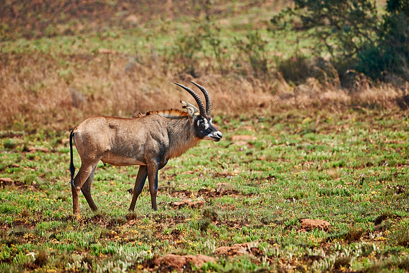 Roan Antelope, Hippotragus equinus, Nyika Plateau