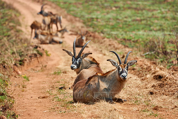 Roan Antelope, Hippotragus equinus, Nyika Plateau