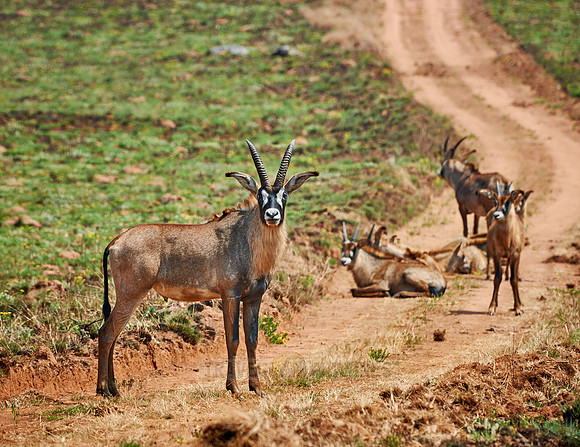 Roan Antelope, Hippotragus equinus, Nyika Plateau