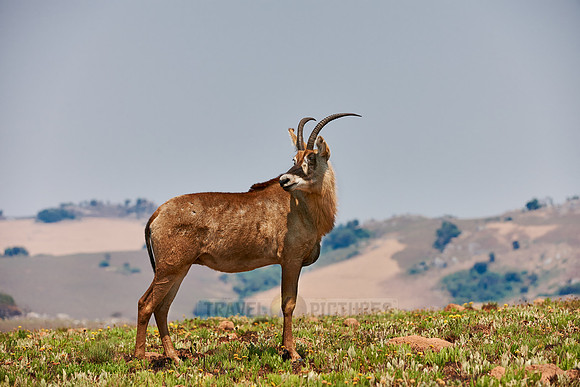 Roan Antelope, Hippotragus equinus, Nyika Plateau