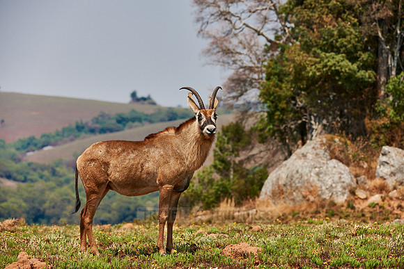 Roan Antelope, Hippotragus equinus, Nyika Plateau