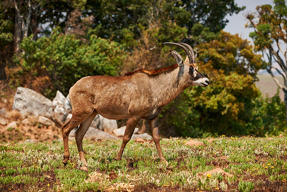 Roan Antelope, Hippotragus equinus, Nyika Plateau
