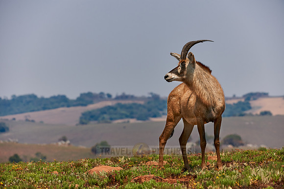 Roan Antelope, Hippotragus equinus, Nyika Plateau