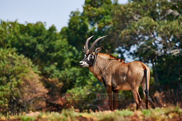 Roan Antelope, Hippotragus equinus, Nyika Plateau