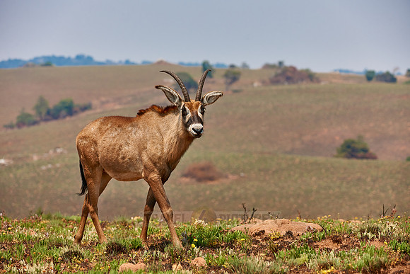 Roan Antelope, Hippotragus equinus, Nyika Plateau