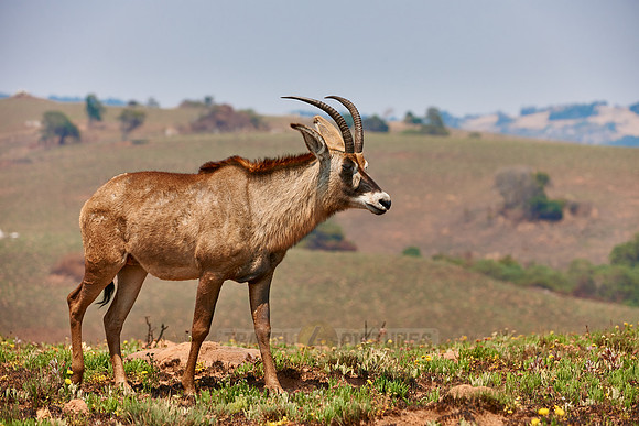 Roan Antelope, Hippotragus equinus, Nyika Plateau