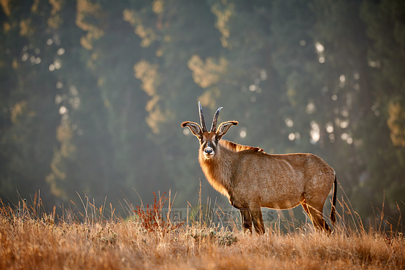 Roan Antelope, Hippotragus equinus, Nyika Plateau