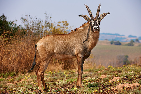 Roan Antelope, Hippotragus equinus, Nyika Plateau