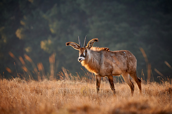 Roan Antelope, Hippotragus equinus, Nyika Plateau