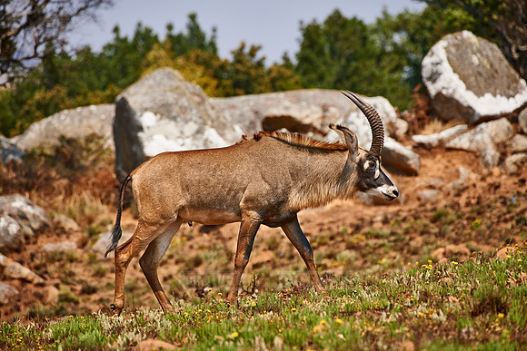 Roan Antelope, Hippotragus equinus, Nyika Plateau