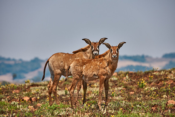Roan Antelope, Hippotragus equinus, Nyika Plateau