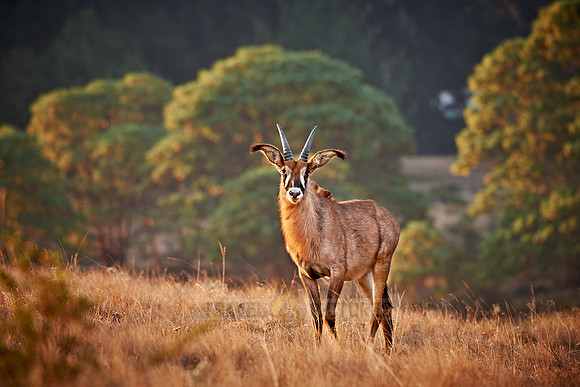 Roan Antelope, Hippotragus equinus, Nyika Plateau