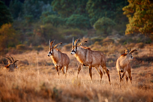 Roan Antelope, Hippotragus equinus, Nyika Plateau