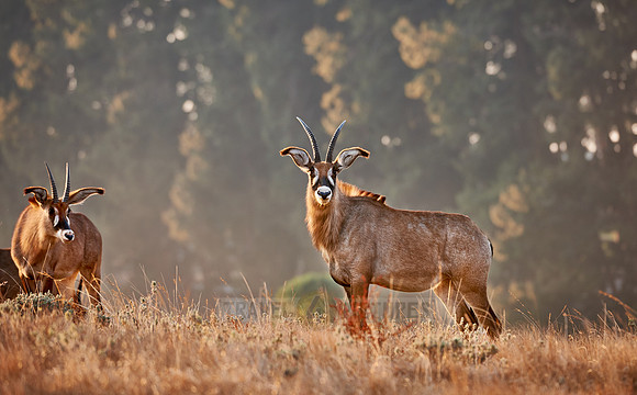 Roan Antelope, Hippotragus equinus, Nyika Plateau