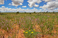 flowers in landscape of Kalahari