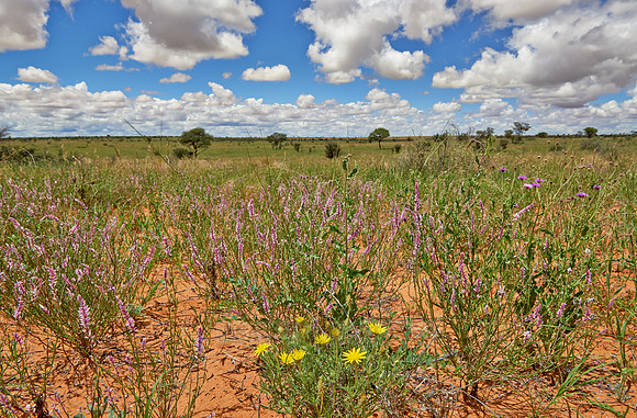 flowers in landscape of Kalahari