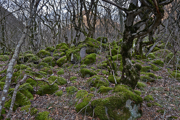 exploration trip across forest