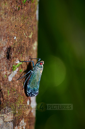 blue insect with red eye