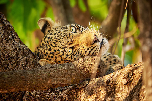 portrait of a young African leopard