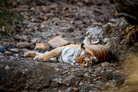 Bengal tiger (Panthera tigris tigris)