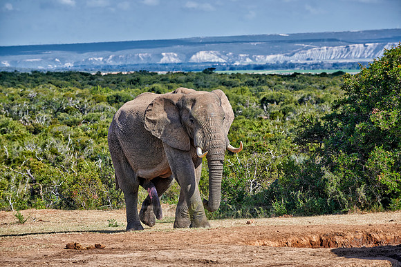 big male African bush elephant