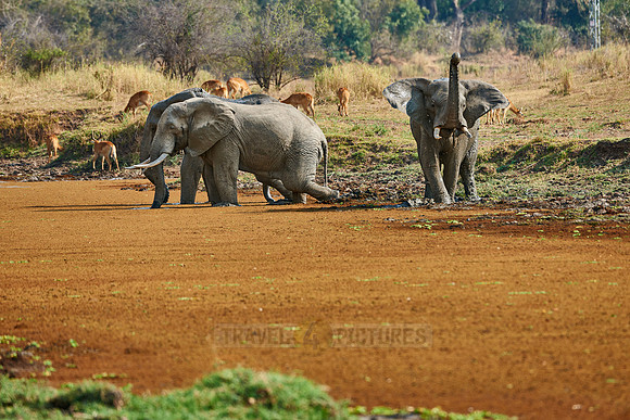 herd of African Bush Elephant