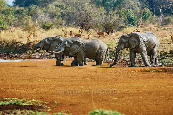 herd of African Bush Elephant