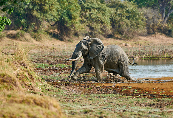 herd of African Bush Elephant