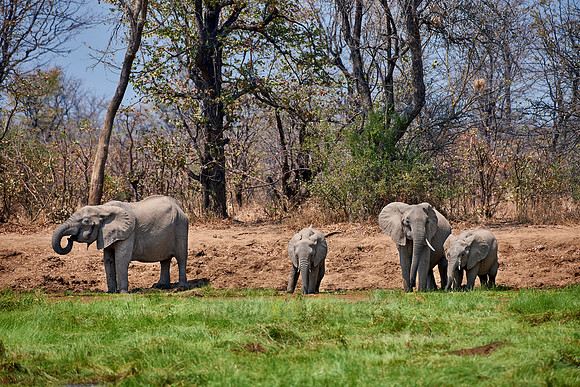 herd of African Bush Elephant