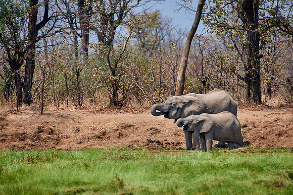 herd of African Bush Elephant