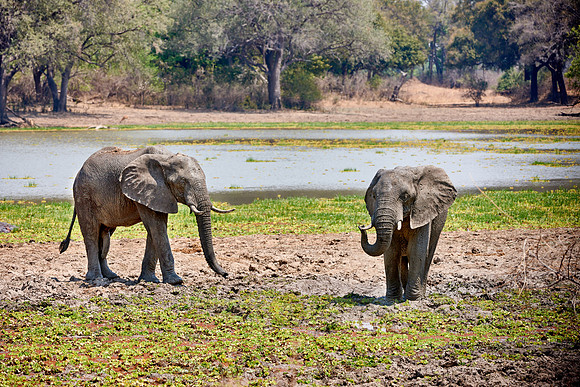 herd of African Bush Elephant